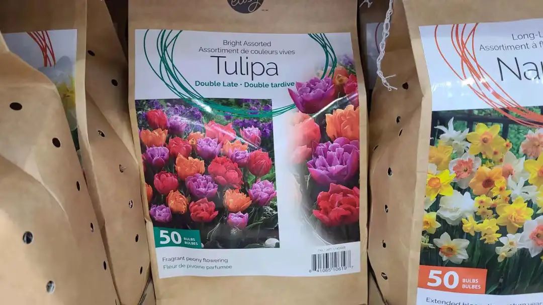 种个球！Costco上架的球根真的有手就能种吗？！