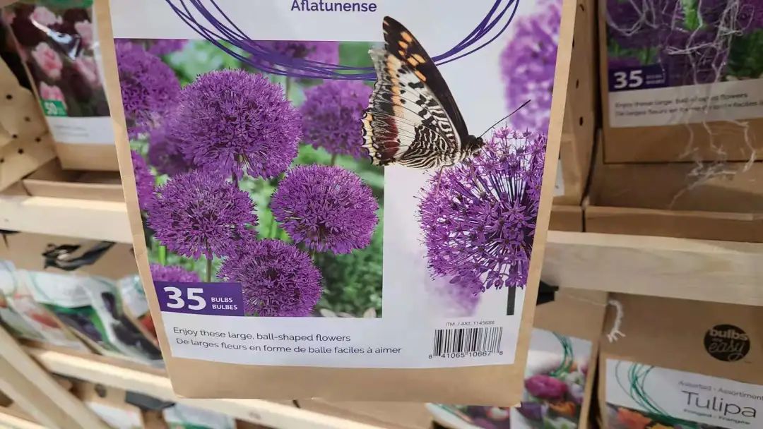 种个球！Costco上架的球根真的有手就能种吗？！