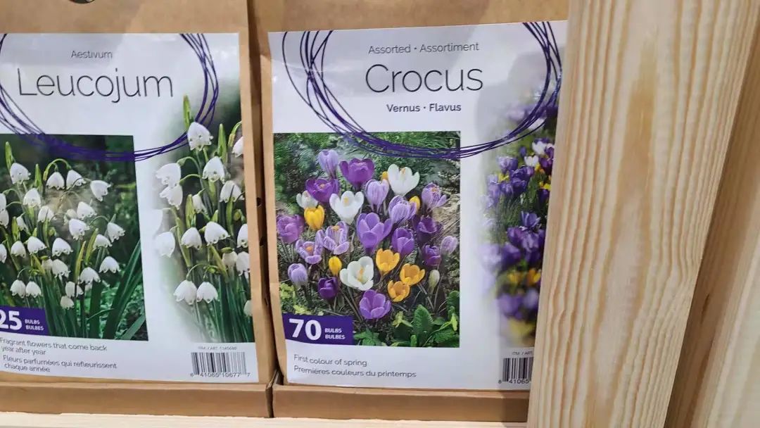 种个球！Costco上架的球根真的有手就能种吗？！