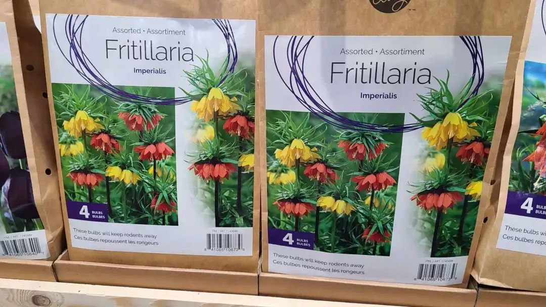 种个球！Costco上架的球根真的有手就能种吗？！