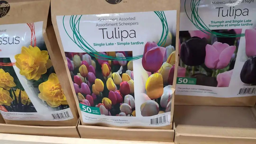 种个球！Costco上架的球根真的有手就能种吗？！