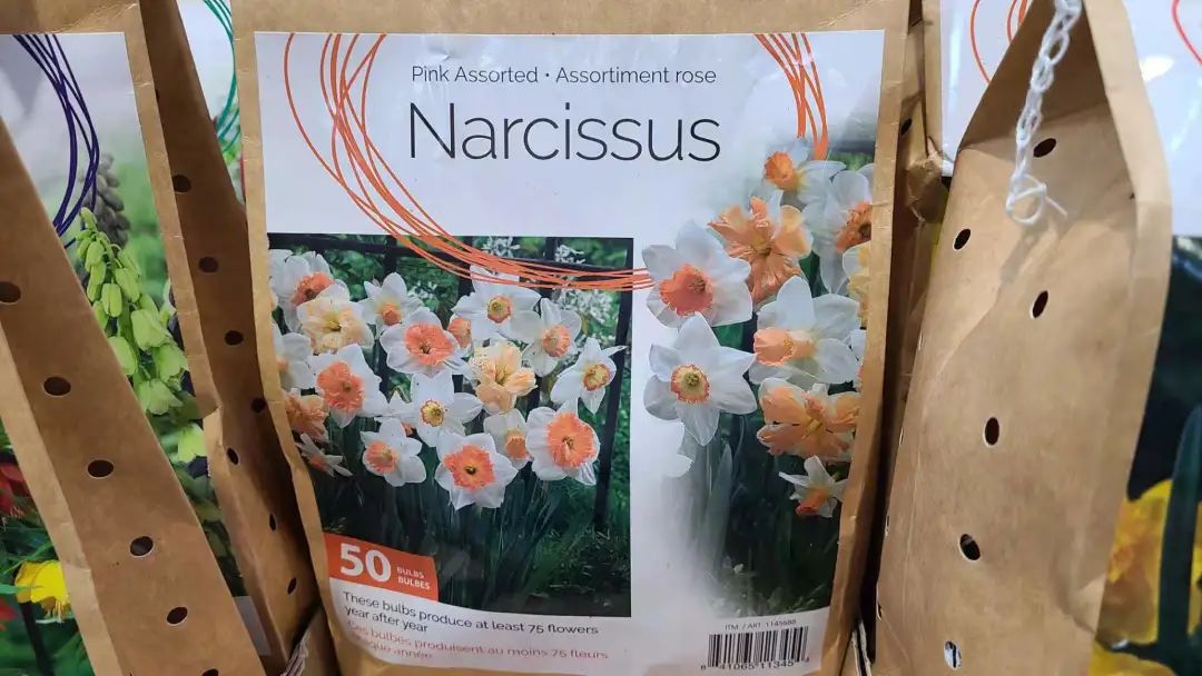 种个球！Costco上架的球根真的有手就能种吗？！