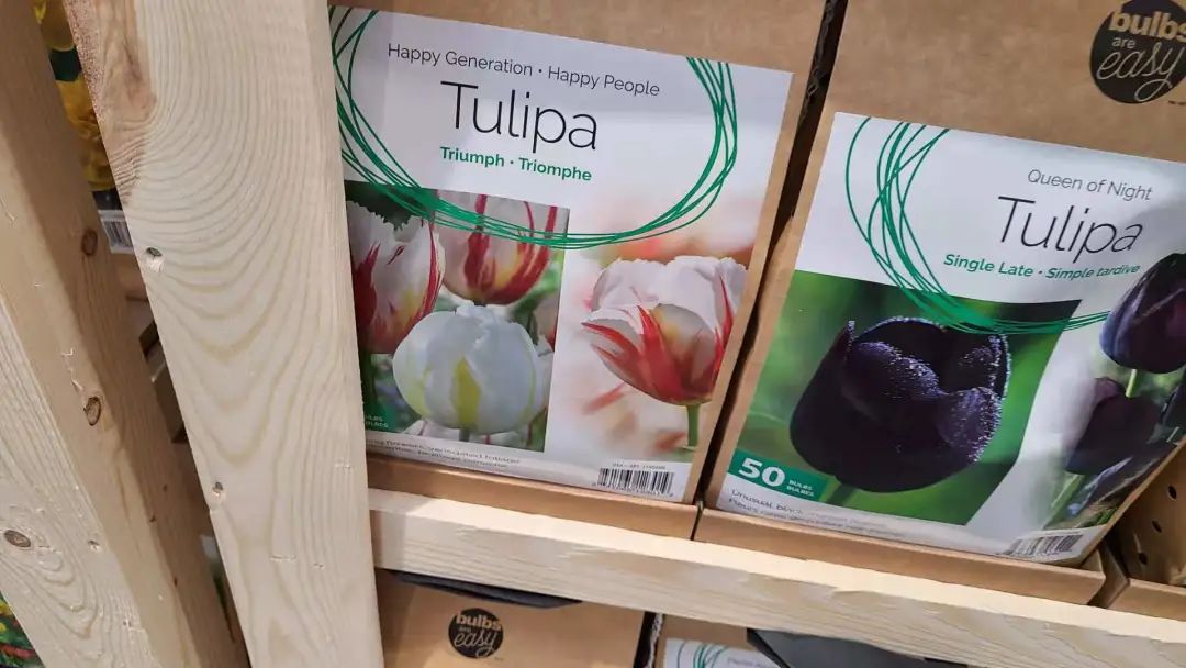 种个球！Costco上架的球根真的有手就能种吗？！