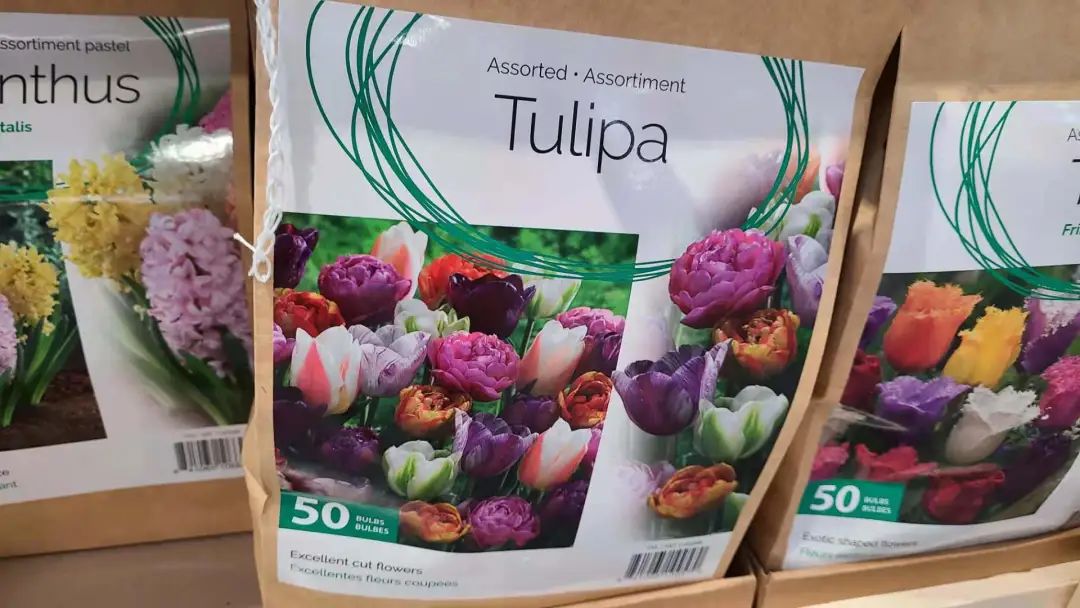 种个球！Costco上架的球根真的有手就能种吗？！