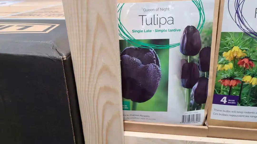 种个球！Costco上架的球根真的有手就能种吗？！