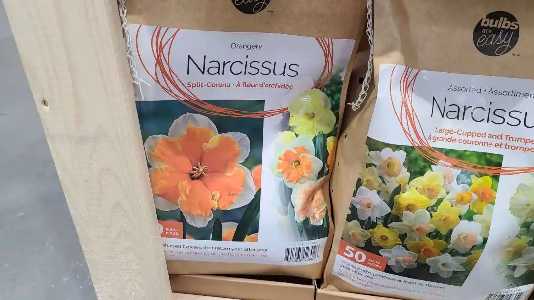 种个球！Costco上架的球根真的有手就能种吗？！