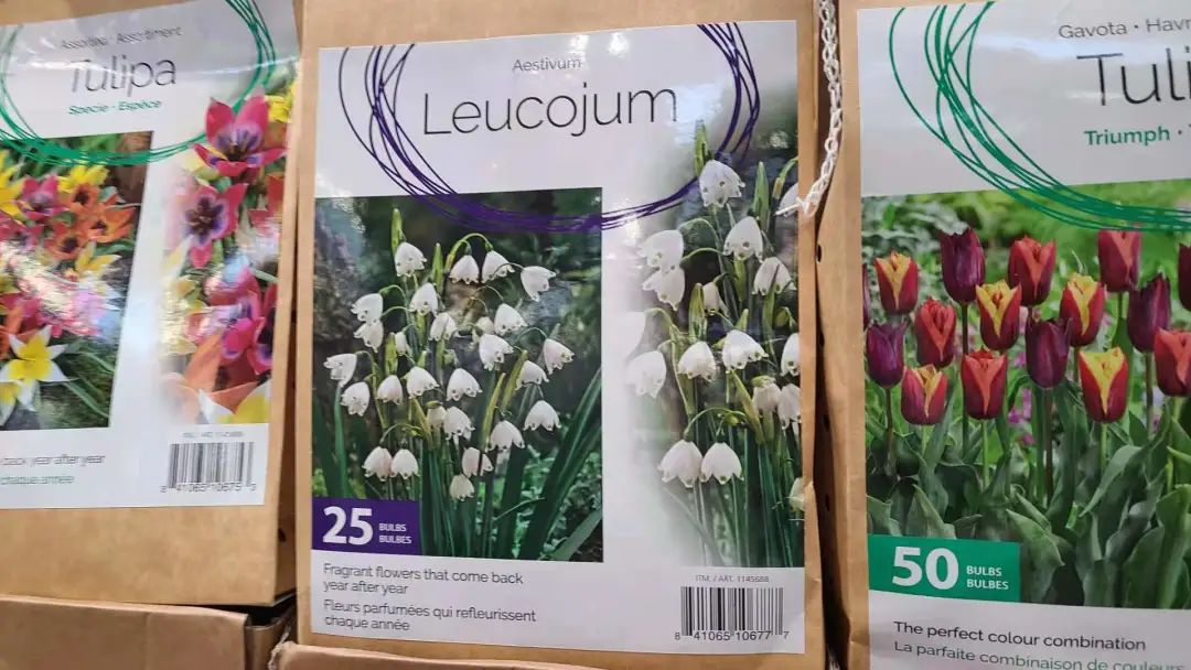 种个球！Costco上架的球根真的有手就能种吗？！