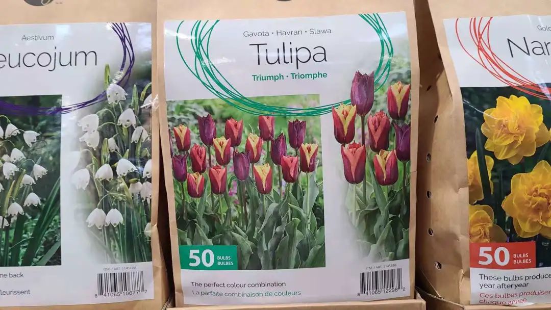 种个球！Costco上架的球根真的有手就能种吗？！