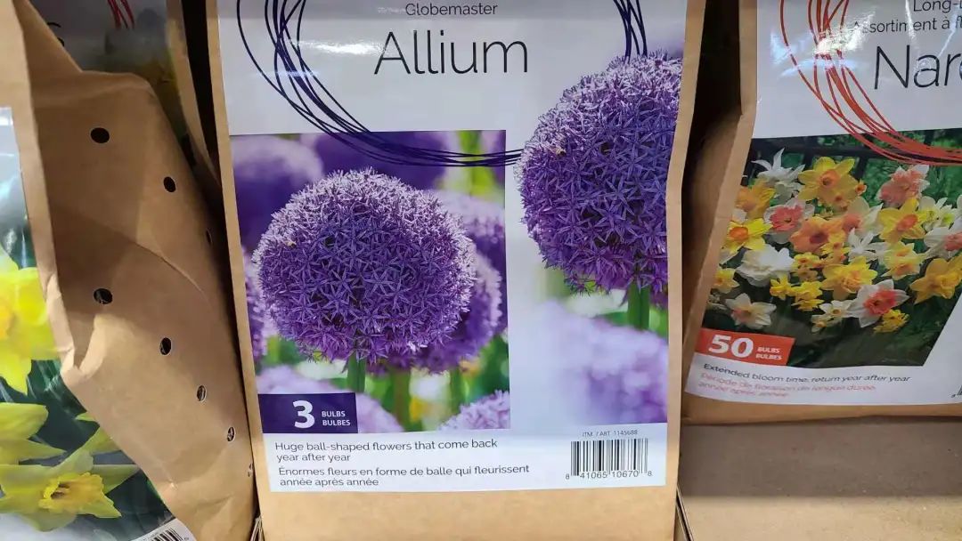 种个球！Costco上架的球根真的有手就能种吗？！