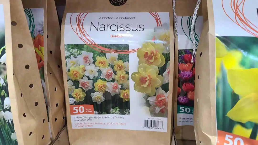 种个球！Costco上架的球根真的有手就能种吗？！