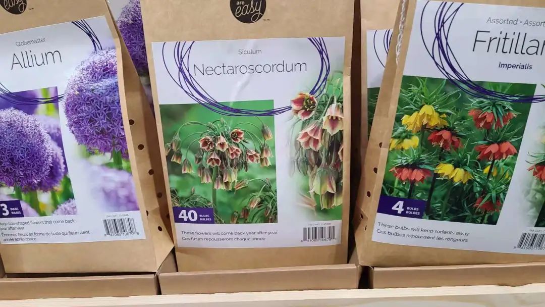 种个球！Costco上架的球根真的有手就能种吗？！