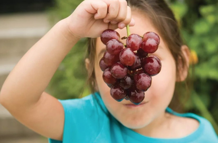 一颗葡萄差点要了孩子的命！午餐便当带圆形水果一定要这样切