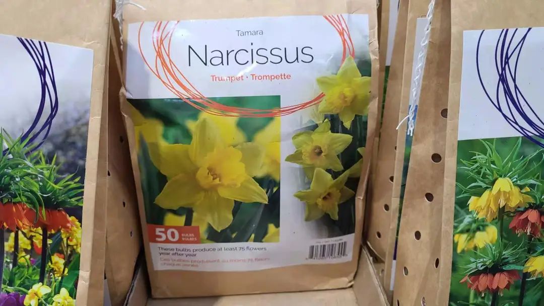 种个球！Costco上架的球根真的有手就能种吗？！