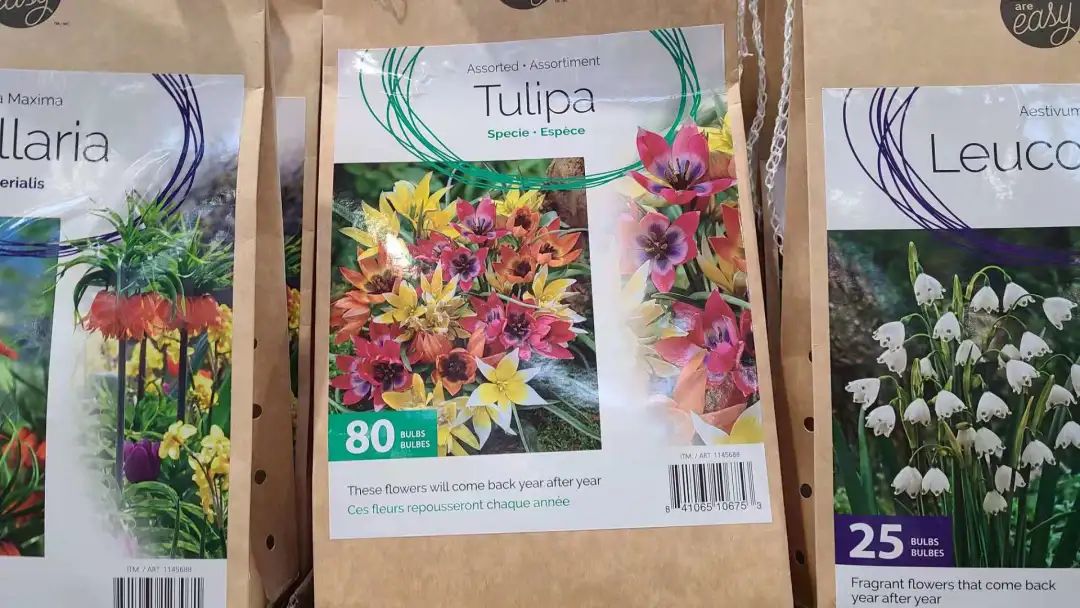 种个球！Costco上架的球根真的有手就能种吗？！