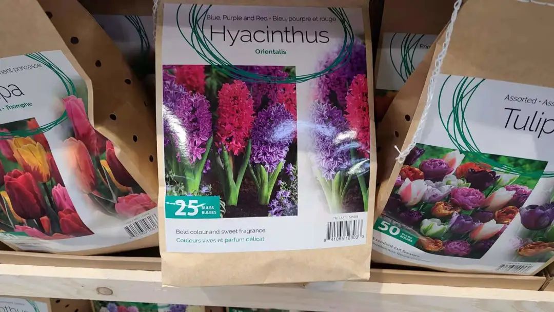 种个球！Costco上架的球根真的有手就能种吗？！