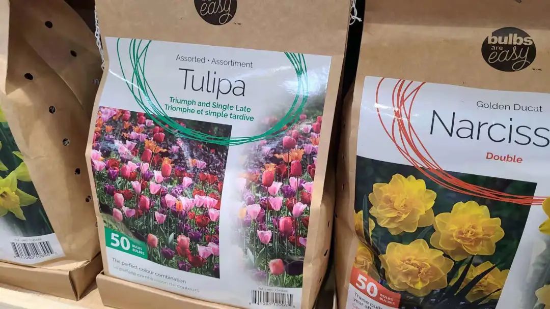 种个球！Costco上架的球根真的有手就能种吗？！