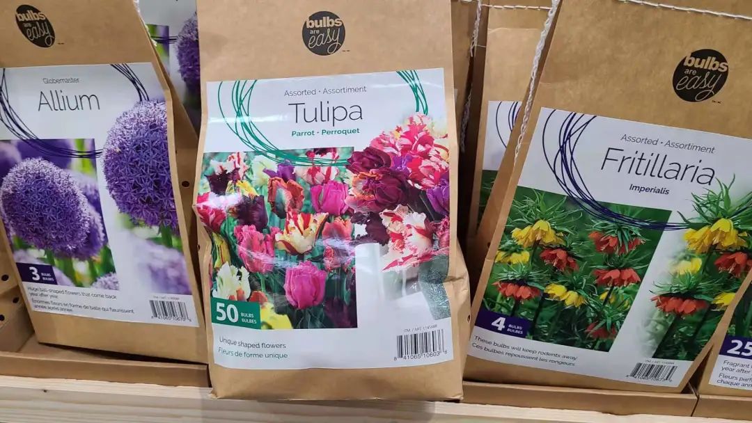 种个球！Costco上架的球根真的有手就能种吗？！