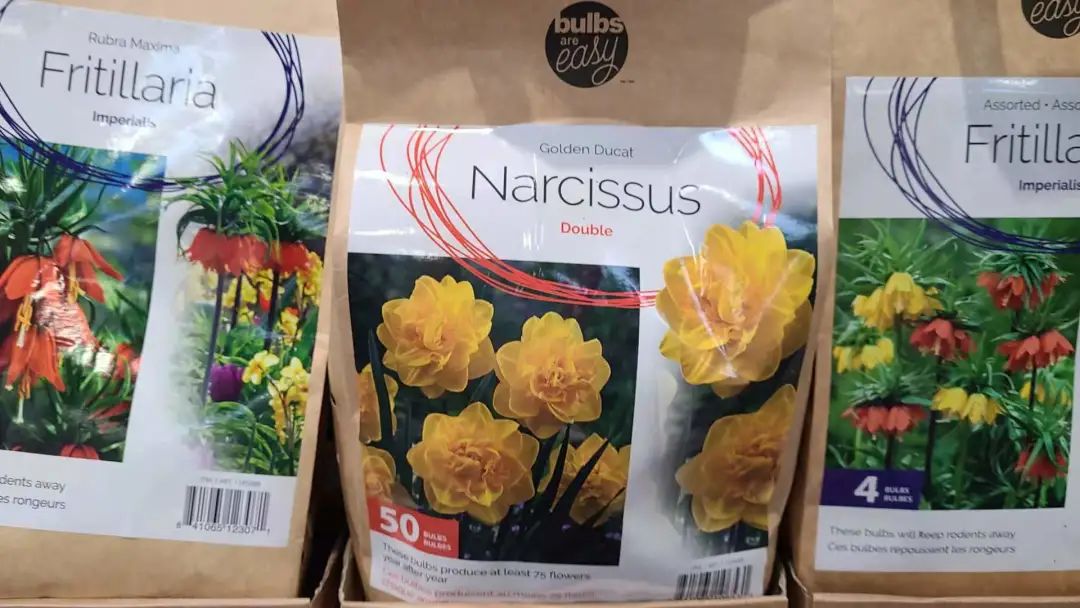 种个球！Costco上架的球根真的有手就能种吗？！