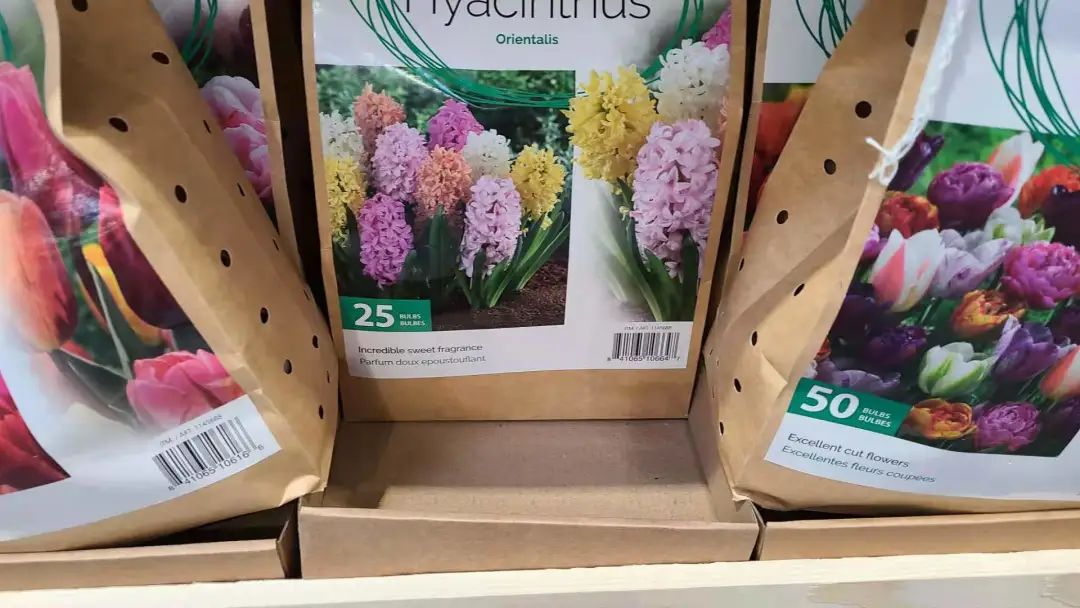 种个球！Costco上架的球根真的有手就能种吗？！