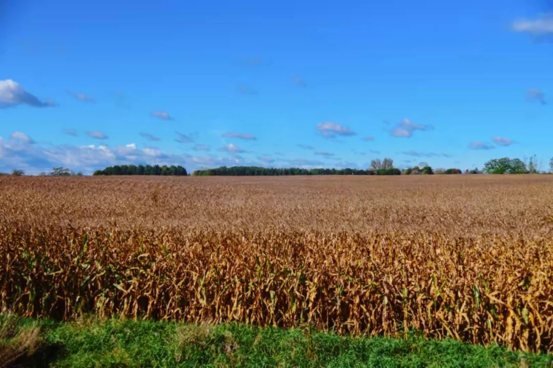 打卡坐蒸汽火车看枫叶：加拿大每个农民都有800亩地？