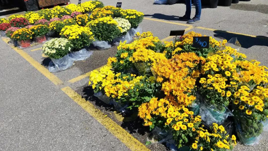 打卡St. Jacobs农贸市场：不吃德国猪蹄，就为赶大集