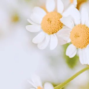 打卡St. Jacobs农贸市场：不吃德国猪蹄，就为赶大集