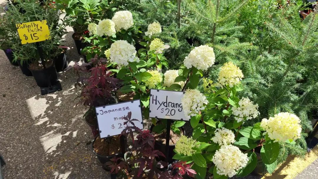 打卡St. Jacobs农贸市场：不吃德国猪蹄，就为赶大集