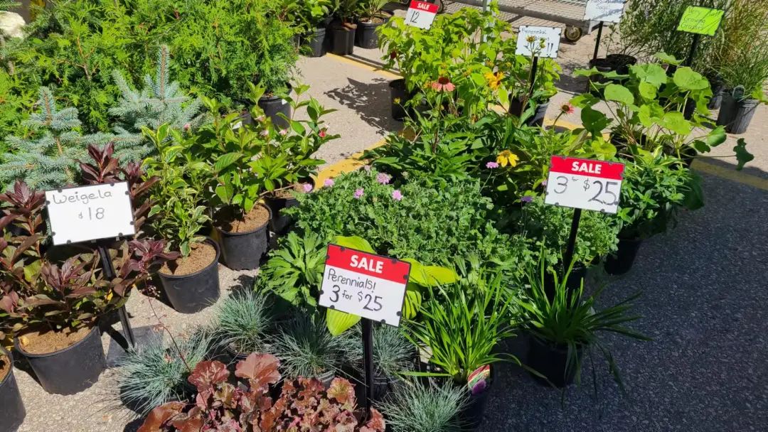 打卡St. Jacobs农贸市场：不吃德国猪蹄，就为赶大集