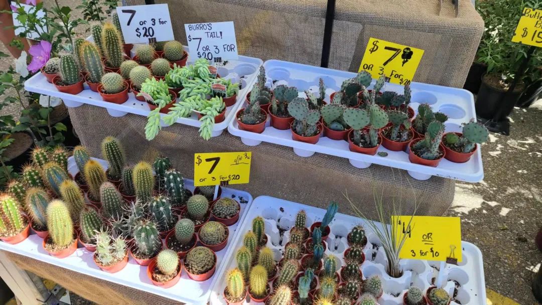 打卡St. Jacobs农贸市场：不吃德国猪蹄，就为赶大集