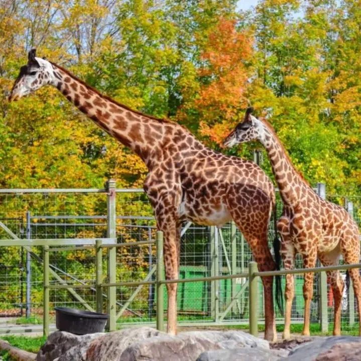 这店有毒！打卡多伦多最奇葩的鬼畜风设计店！辣眼睛又欲罢不能~