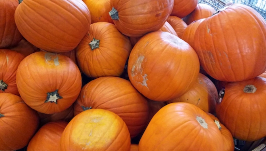 好不容易雕好的南瓜灯烂掉了！你是不是没涂柠檬汁？