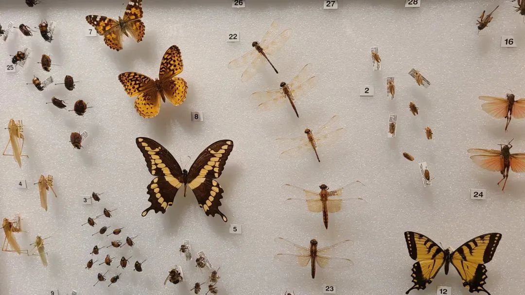 实拍皇家博物馆：打开冬天溜娃的正经方式，不会冻出忧伤！