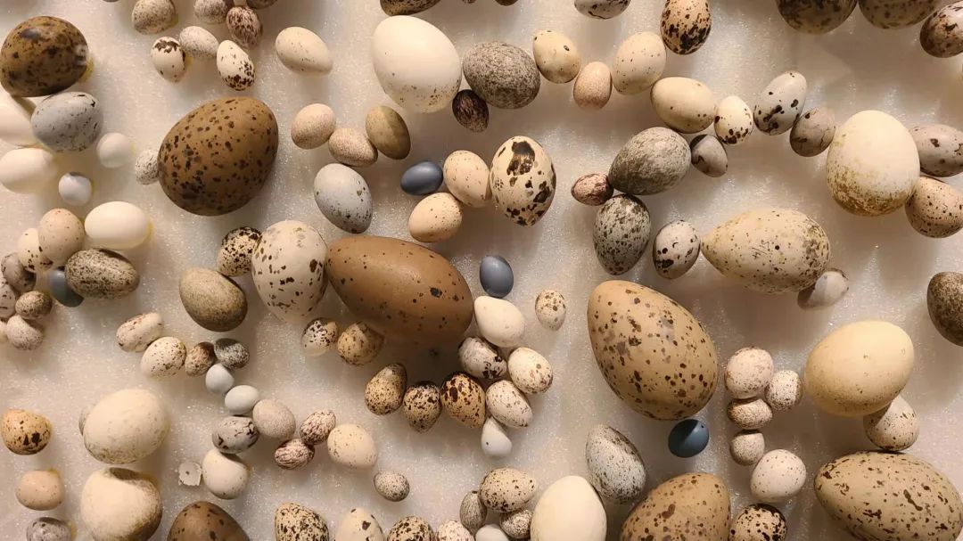 实拍皇家博物馆：打开冬天溜娃的正经方式，不会冻出忧伤！