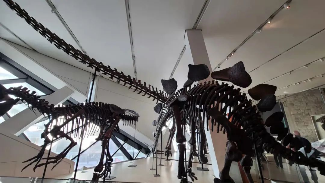 实拍皇家博物馆：打开冬天溜娃的正经方式，不会冻出忧伤！