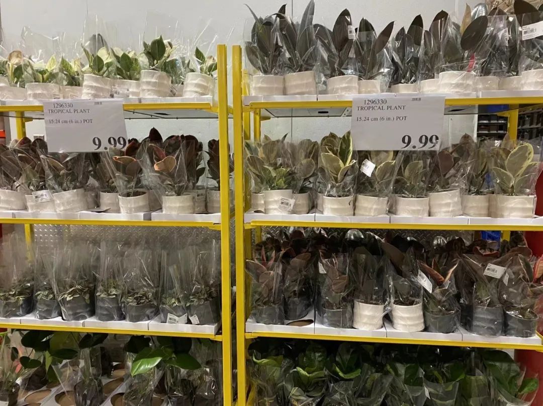 Costco本周门店实拍:对付男人,只有魔法可以打败魔法 Costco本周门店实拍:对付男人,只有魔法可以打败魔法