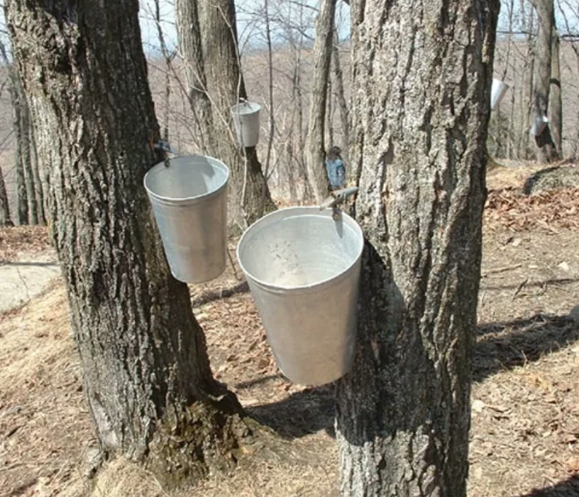 熬糖浆、做棒棒糖、看小动物:盘一盘多伦多周边今年开放的枫糖节 熬糖浆、做棒棒糖、看小动物:盘一盘多伦多周边今年开放的枫糖节