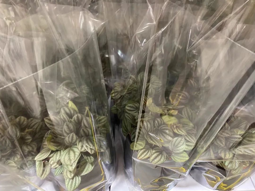 Costco本周门店实拍:对付男人,只有魔法可以打败魔法 Costco本周门店实拍:对付男人,只有魔法可以打败魔法