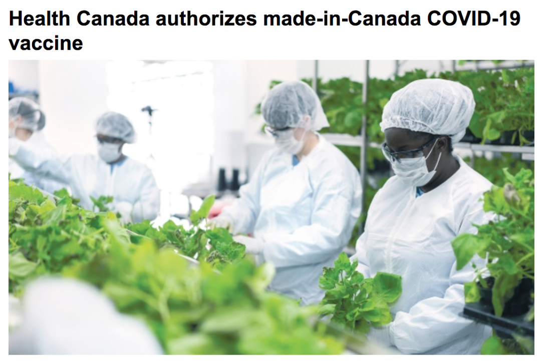 Made in Canada!世界首个植物性疫苗!卫生部批准加拿大制造的新冠疫苗! Made in Canada!世界首个植物性疫苗!卫生部批准加拿大制造的新冠疫苗!