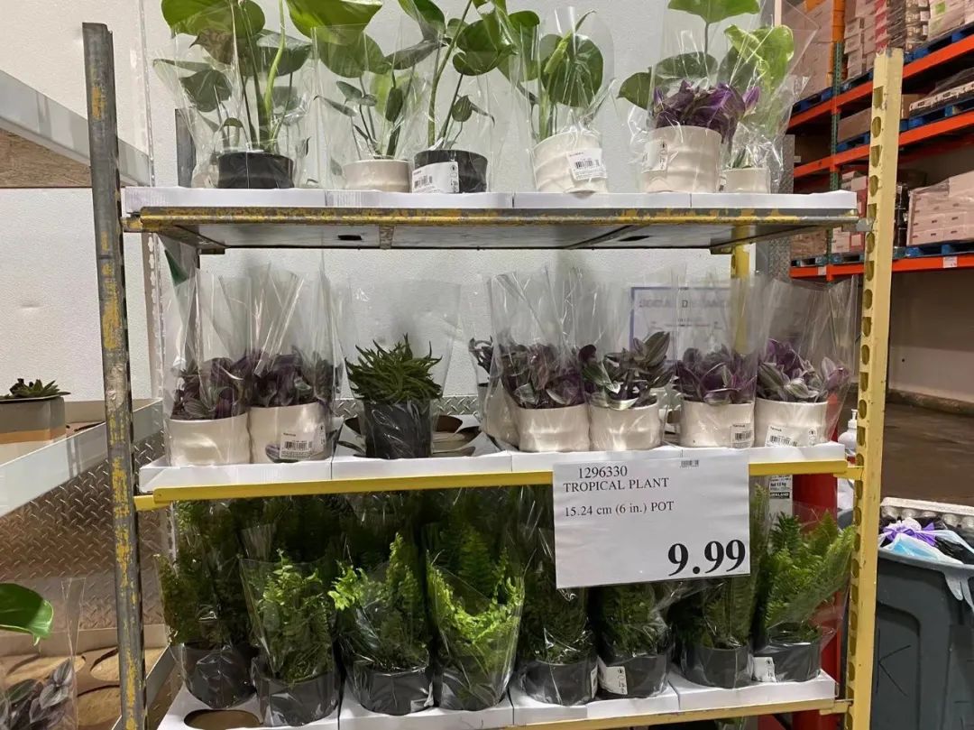 Costco本周门店实拍:对付男人,只有魔法可以打败魔法 Costco本周门店实拍:对付男人,只有魔法可以打败魔法