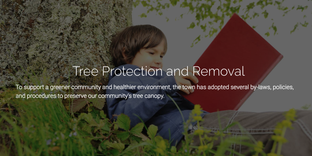 砍自家树被罚$4500？在加拿大想当“光头强”砍树得懂这些....