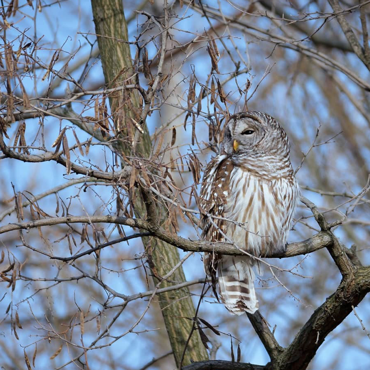 春日踏青目的地：盘点多伦多周边12个栈道公园