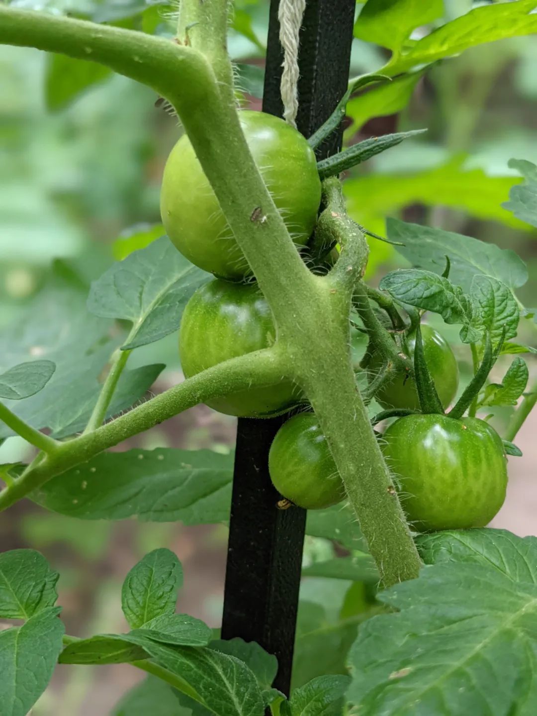 血脉觉醒！族裔天赋！种菜要育苗：各种蔬菜瓜果育苗时间表