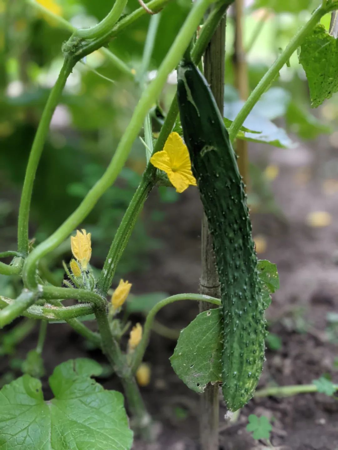 血脉觉醒！族裔天赋！种菜要育苗：各种蔬菜瓜果育苗时间表
