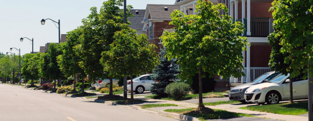 砍自家树被罚$4500？在加拿大想当“光头强”砍树得懂这些....