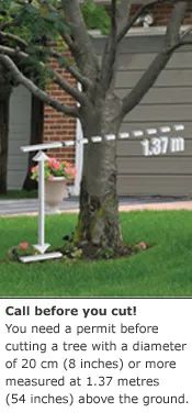 砍自家树被罚$4500？在加拿大想当“光头强”砍树得懂这些....