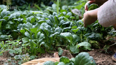 血脉觉醒！族裔天赋！种菜要育苗：各种蔬菜瓜果育苗时间表