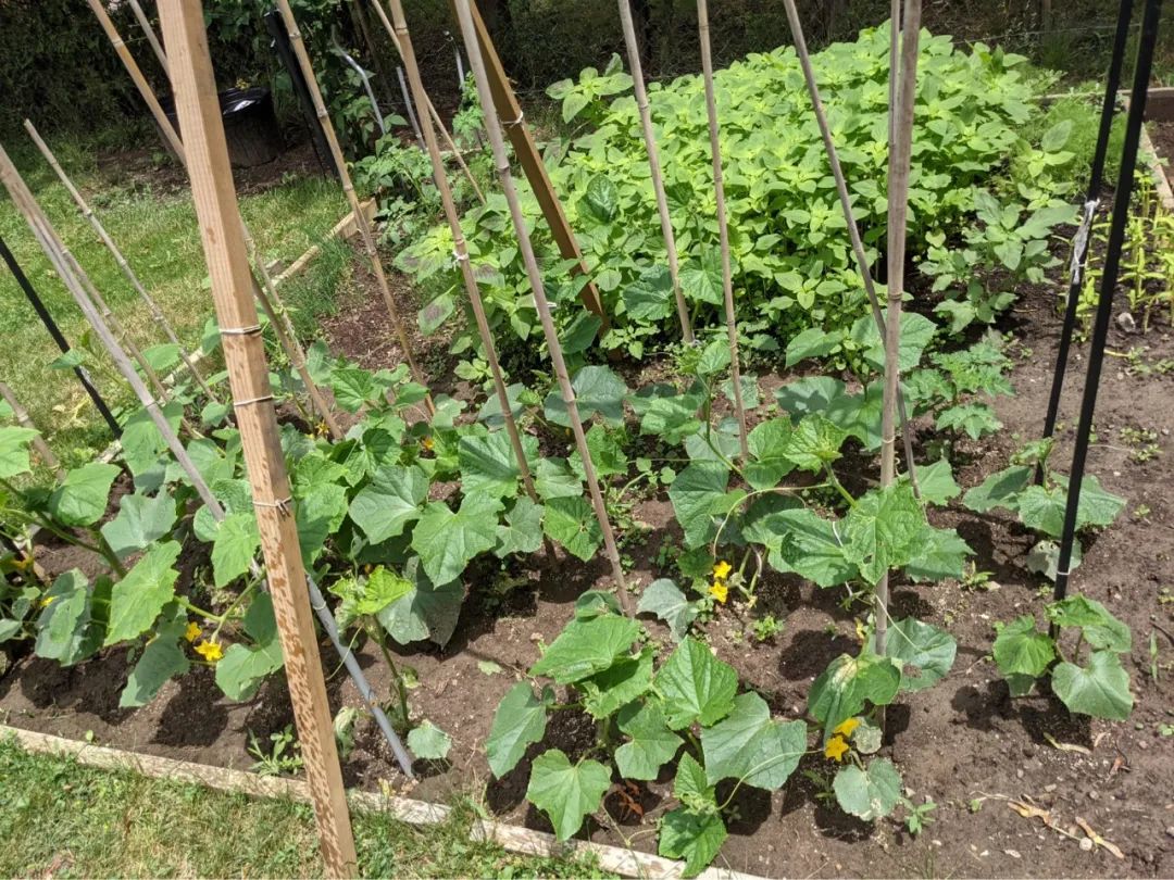 血脉觉醒！族裔天赋！种菜要育苗：各种蔬菜瓜果育苗时间表