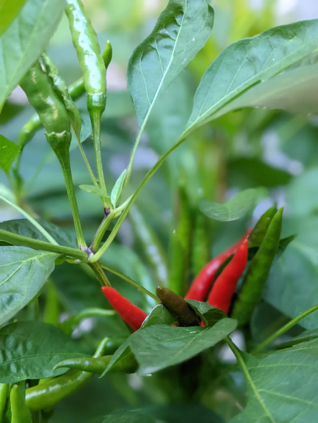 血脉觉醒！族裔天赋！种菜要育苗：各种蔬菜瓜果育苗时间表