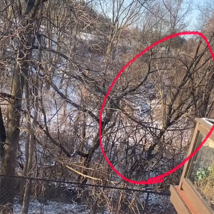 砍自家树被罚$4500？在加拿大想当“光头强”砍树得懂这些....