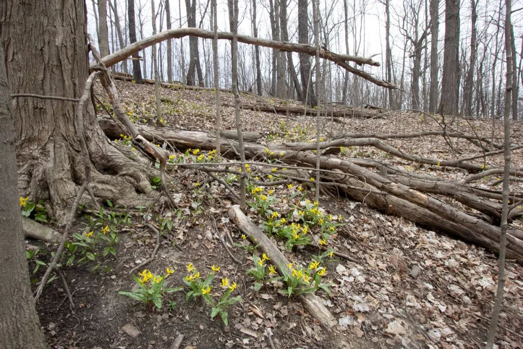 春日踏青目的地：盘点多伦多周边12个栈道公园